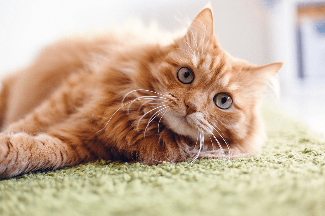Ginger Cat with Green Eyes
