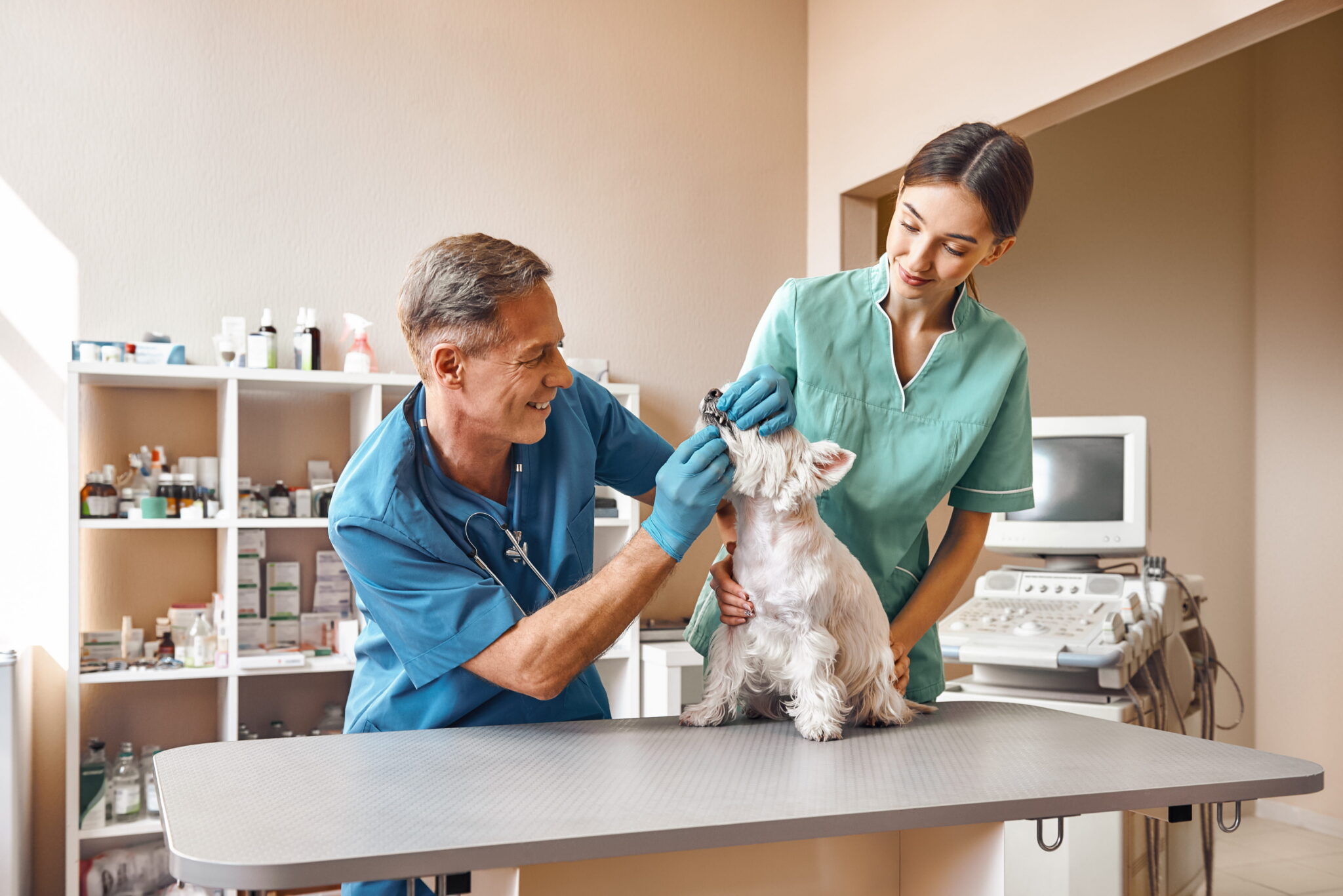male and female veterinarian examining a dog