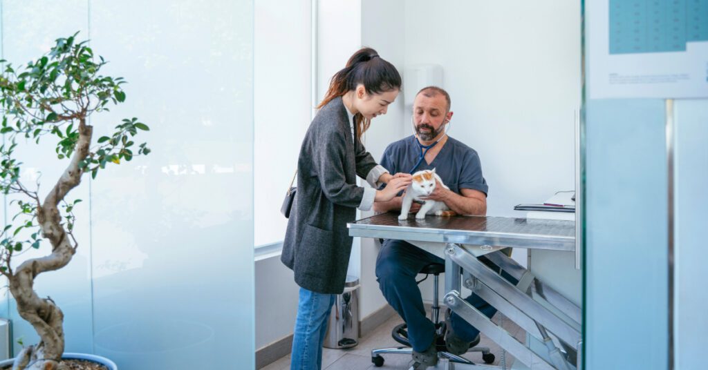 female cat owner petting cat while male vet examines it at clinic