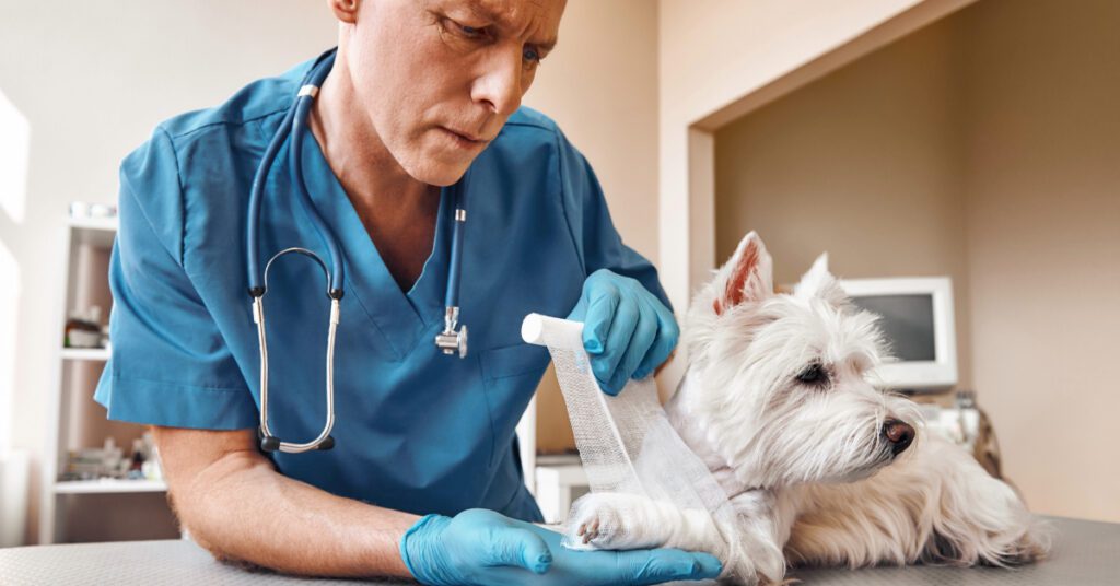 male vet bandaging a small white dog's at emergency vet