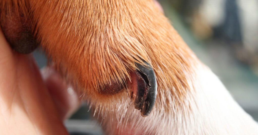 close up of dog's broken nail