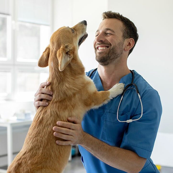 male veterinarian smiling while petting corgi