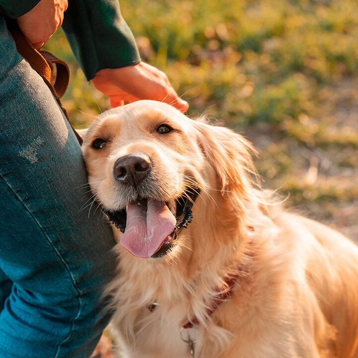 owner petting golden retriever outside on sunny day